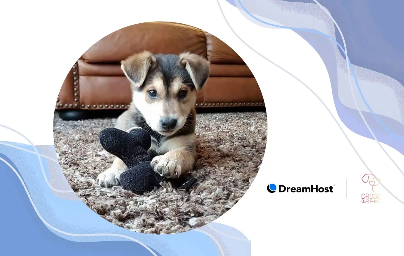 A Rescue Without a Website—Until It Couldn’t Wait Anymore